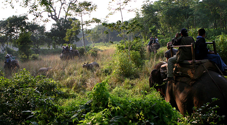 Elephant Safari