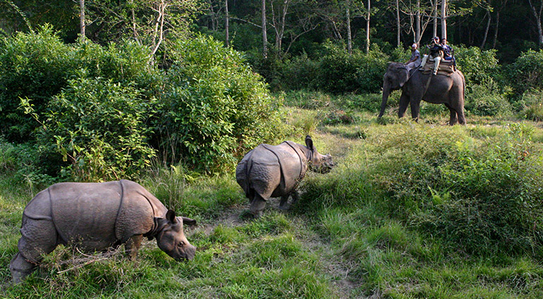 Elephant Safari