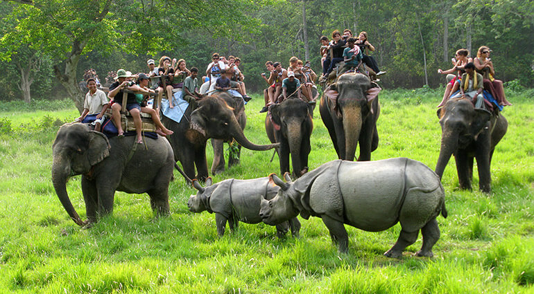 jungle safari on elephant